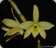 Dendrobium wilsonii Yellow